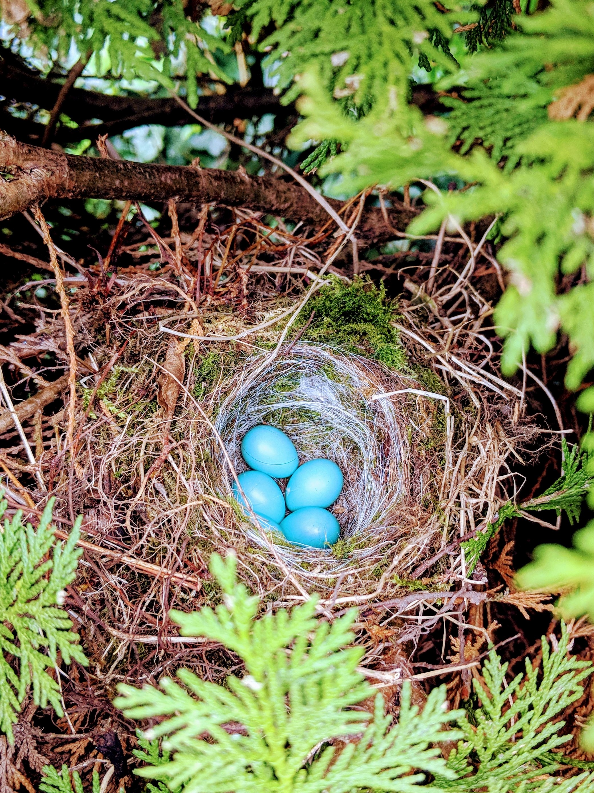 birds-nest-of-twigs-moss-and-hair-with-four-blue-eggs-amid-evergreen-trees