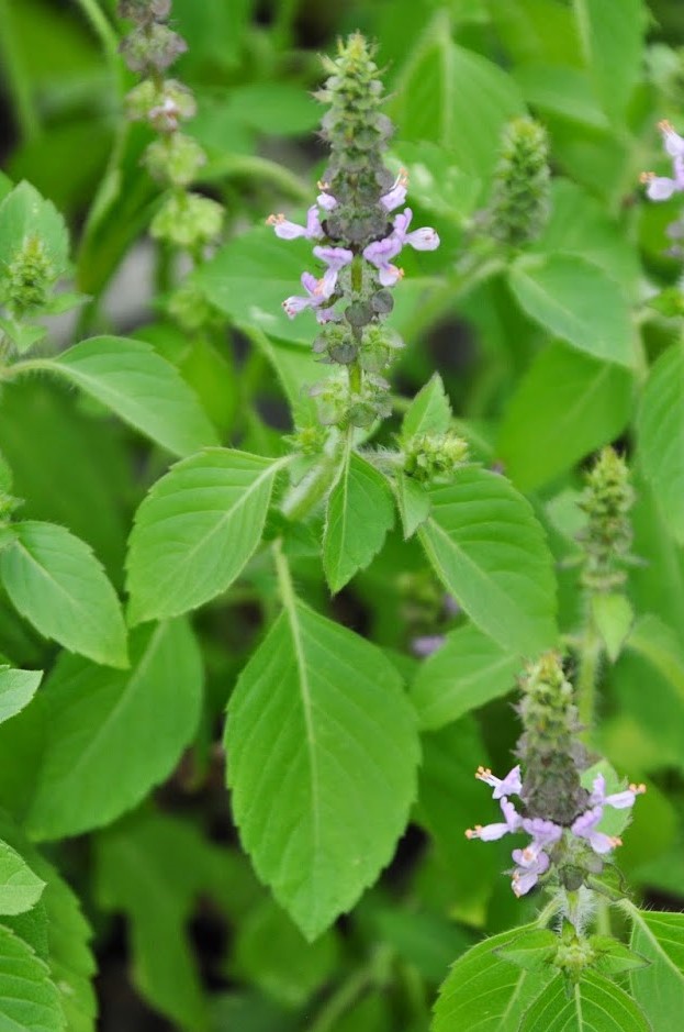 close-up-of-blossoming-small-purple-tulsi-holy-basil-flowers-and-leaves-growing-outdoors