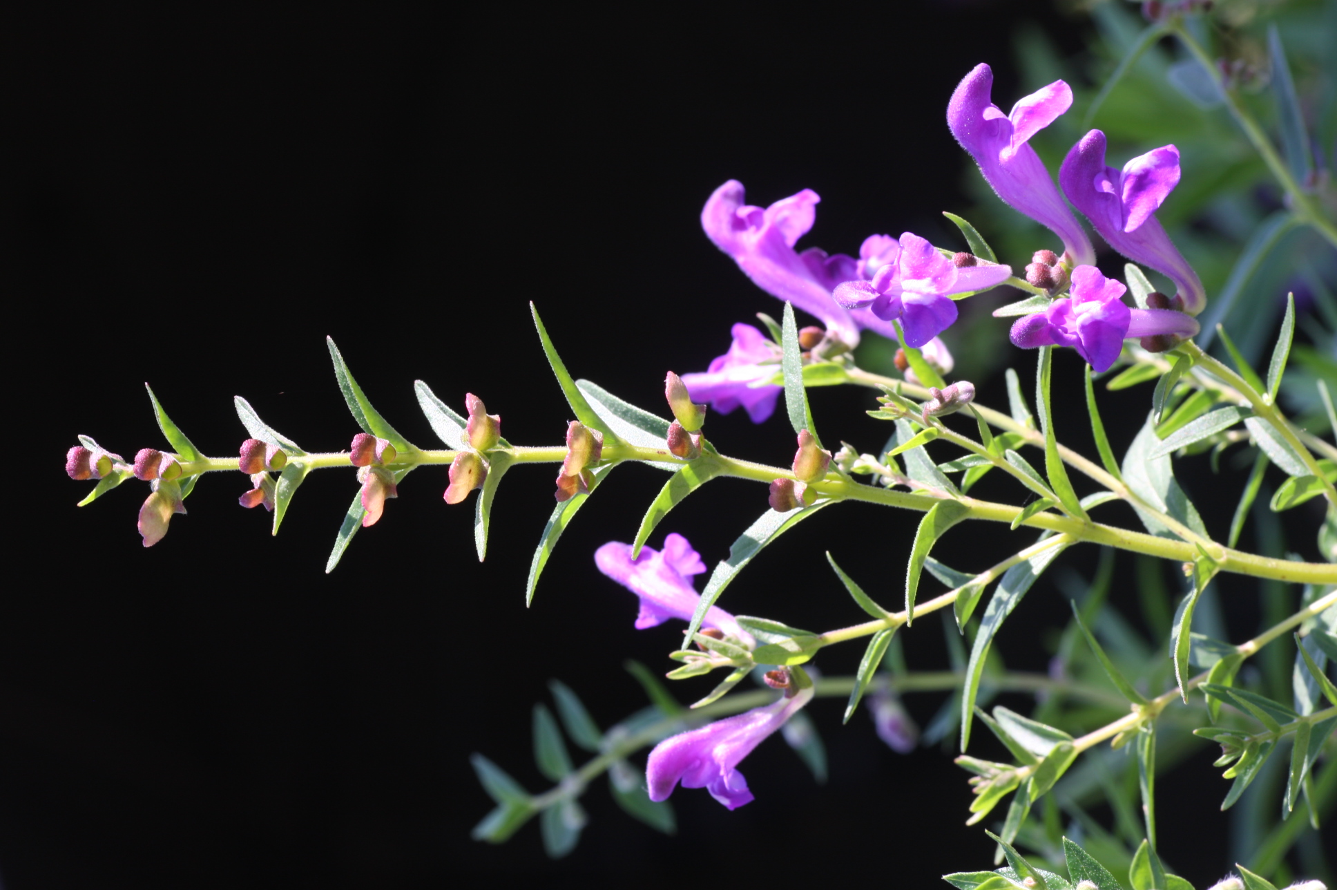 purple-flowering-baikal-skullcap-plant