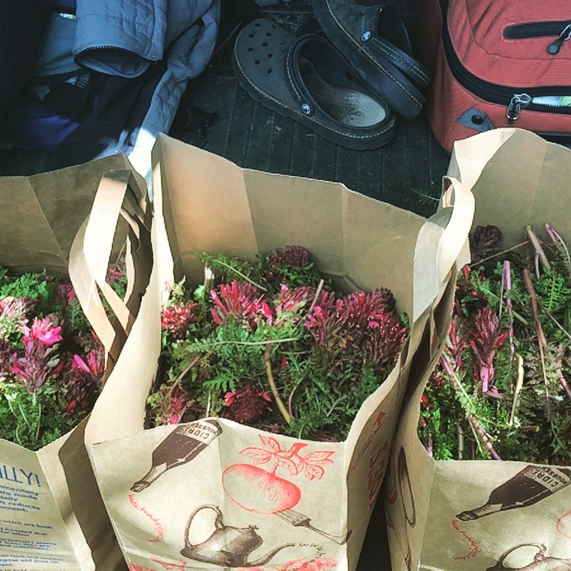 three-brown-paper-bags-of-wild-harvested-pink-flowering-pedicularis-lousewort-indian-warrior-plants-with-harvesting-gear-behind