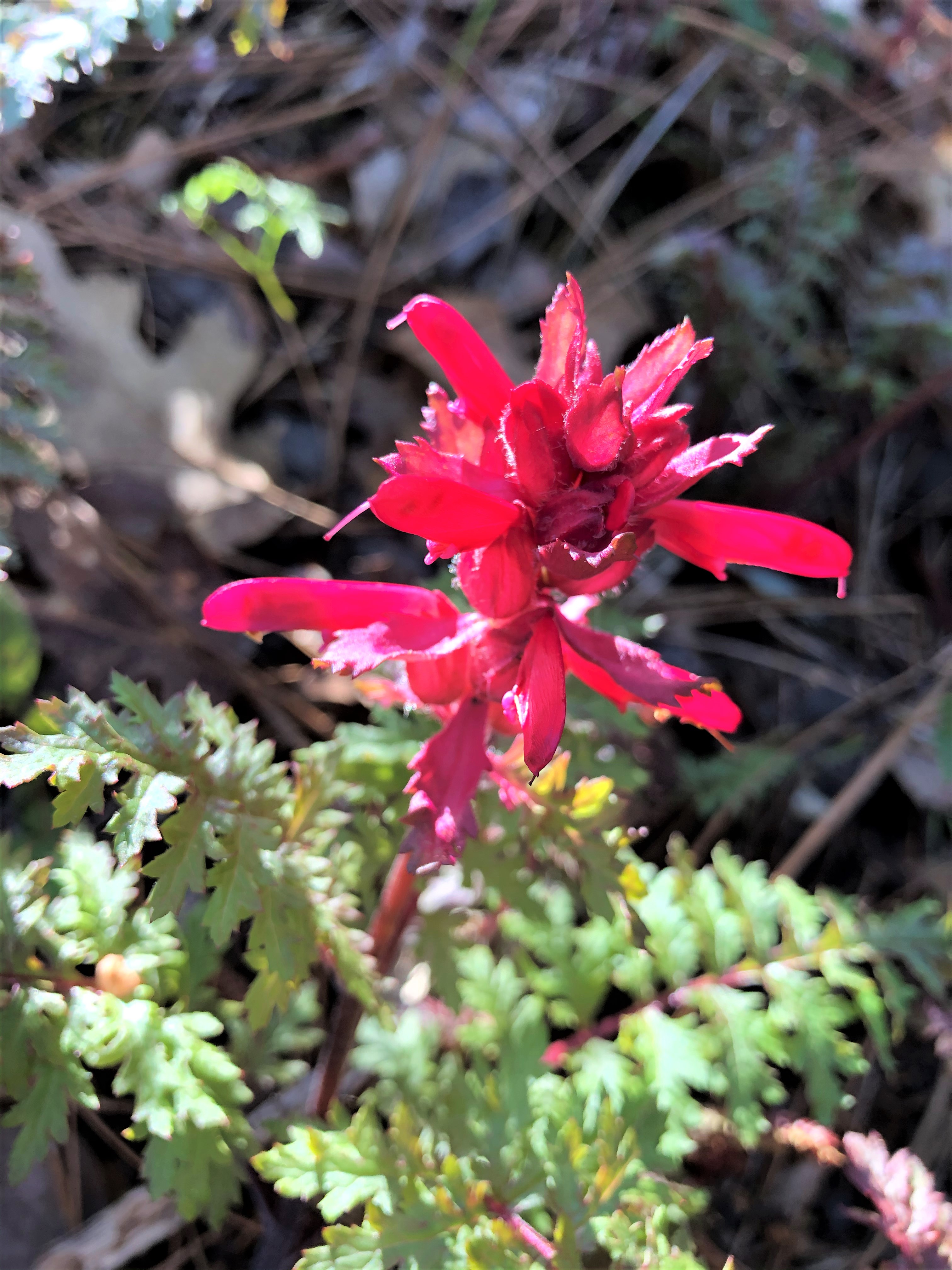 pedicularis-densiflora-warriors-plume-vibrant-pink-flower-for-natural-pain-relief