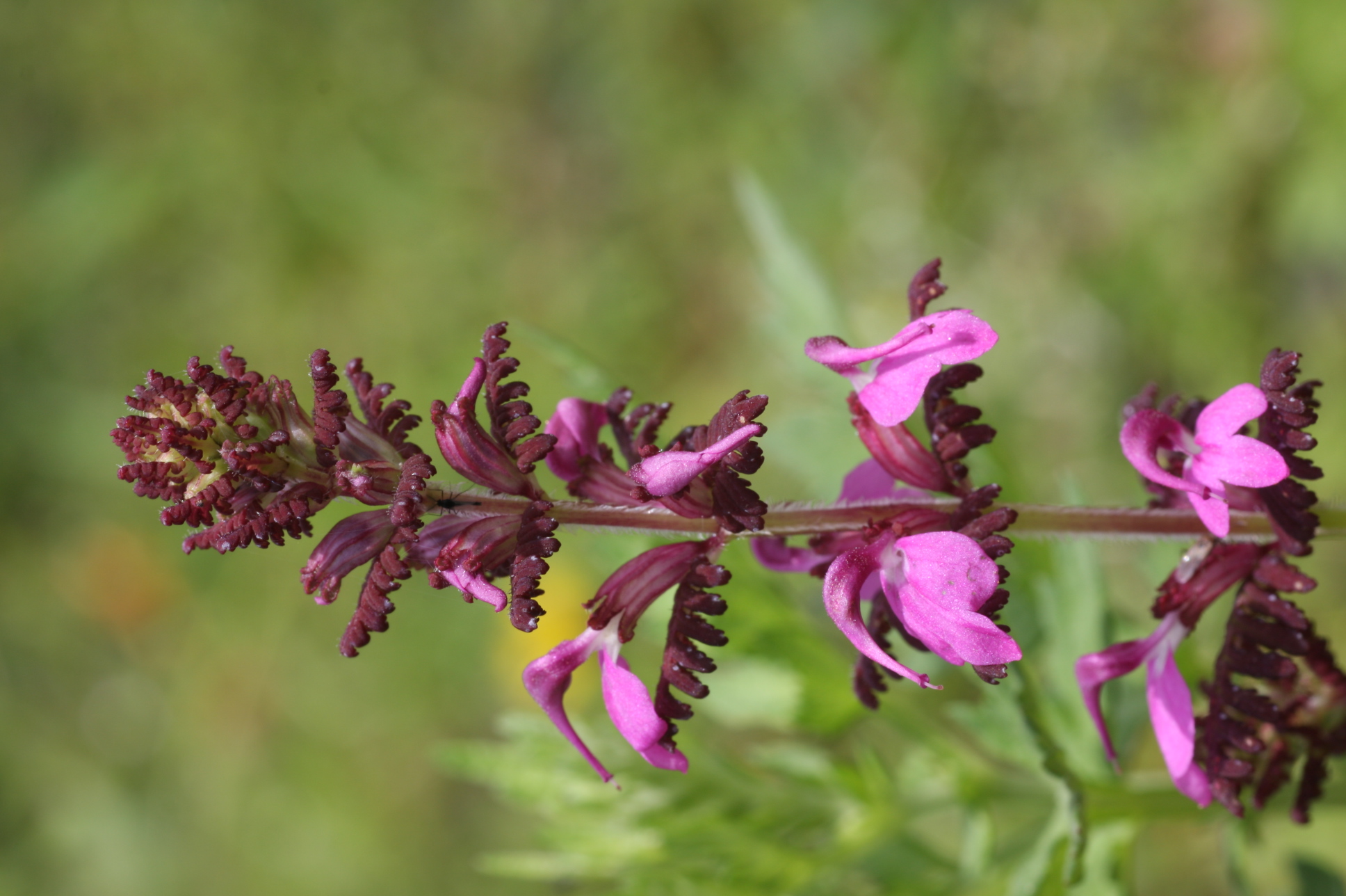 flowering-purple-elephants-head-pedicularis-groenlandica