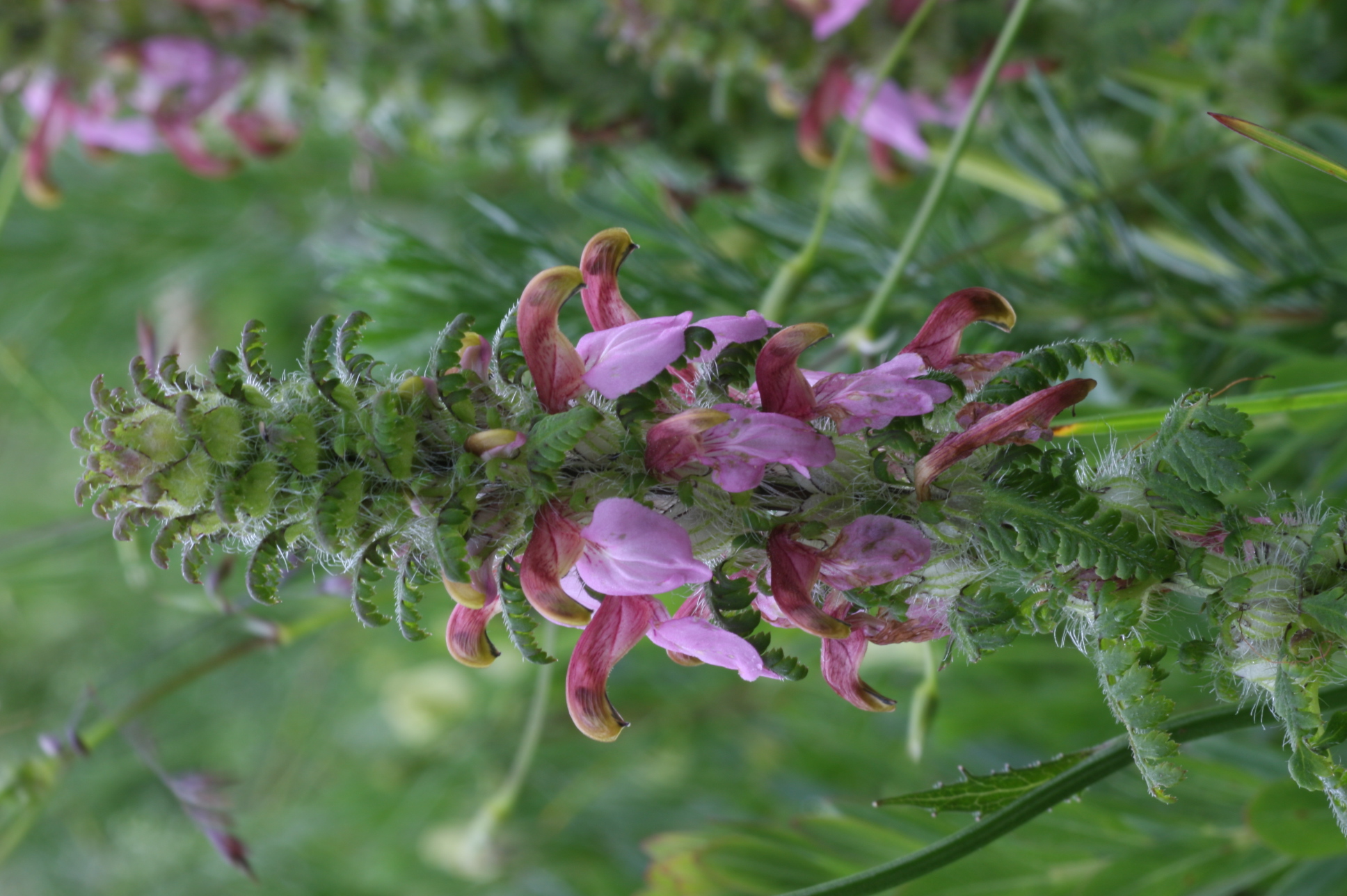 pedicularis-racemosa-parrots-beak-purple-flowered-medicinal-plant