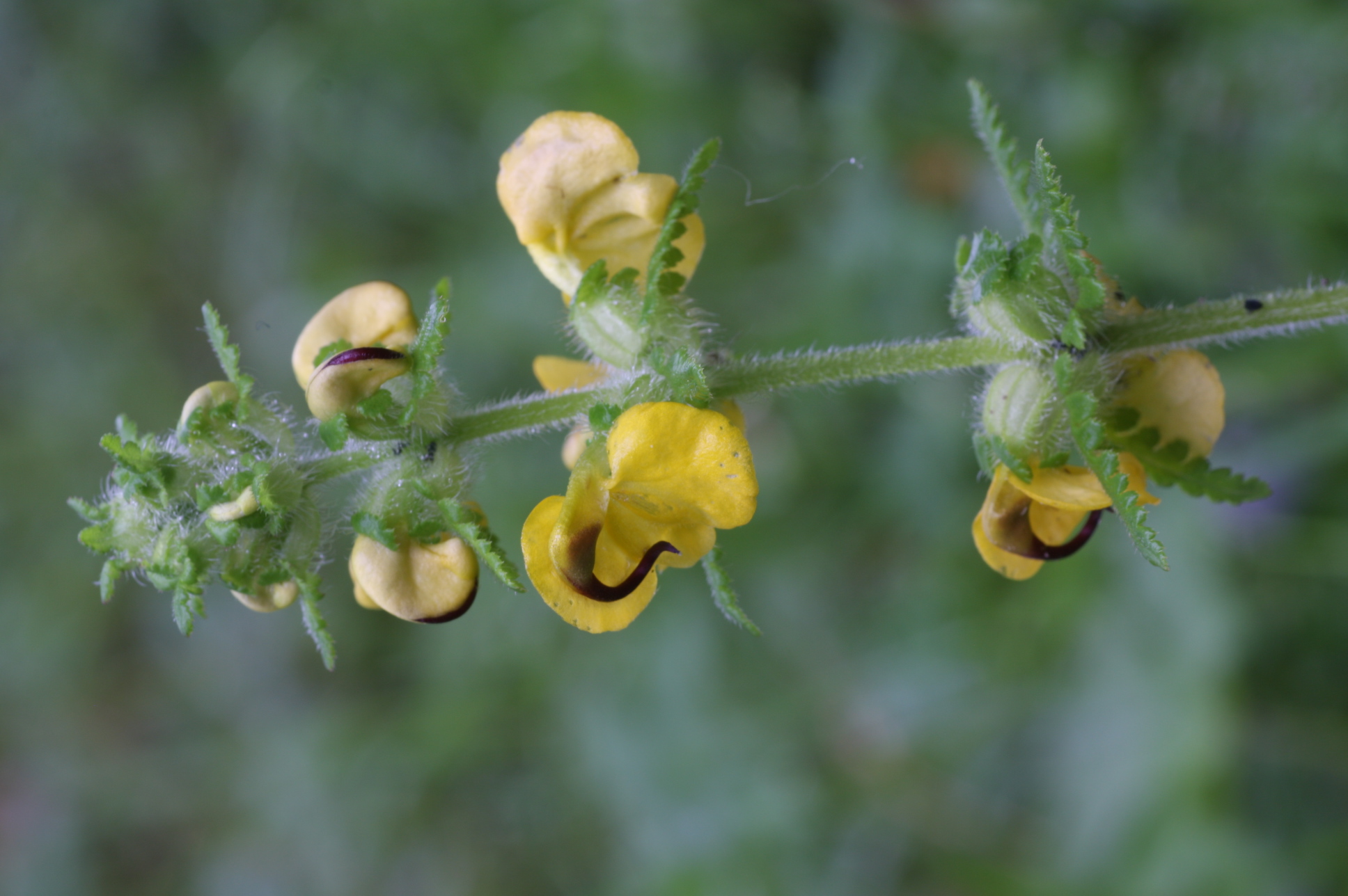 flowering-yellow-chinese-pedicularis-plant