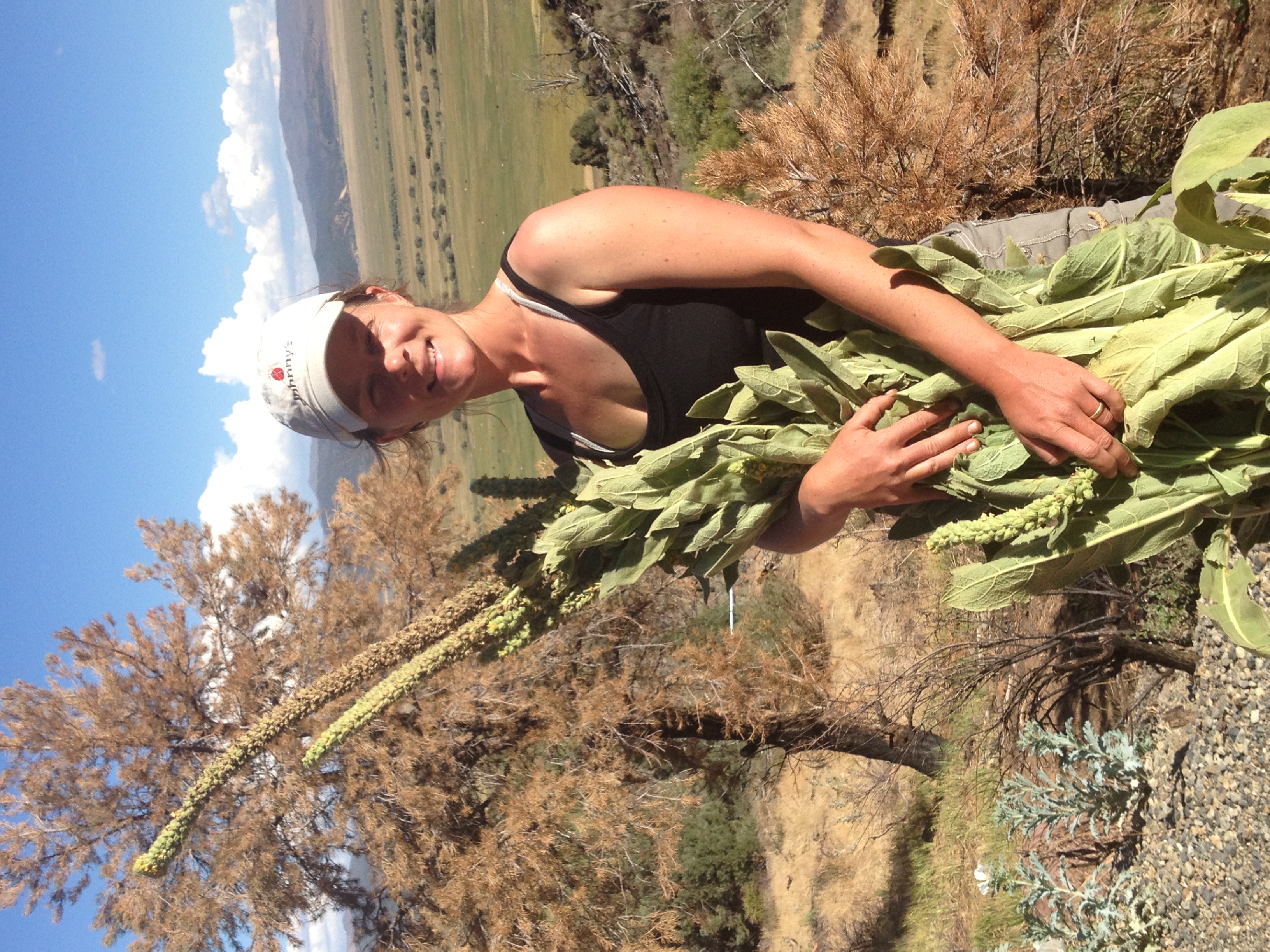 five-flavors-herbs-co-founder-dr-ingrid-bauer-standing-in-field-holding-large-flowering-mullein-plants-with-rolling-california-countryside-behind