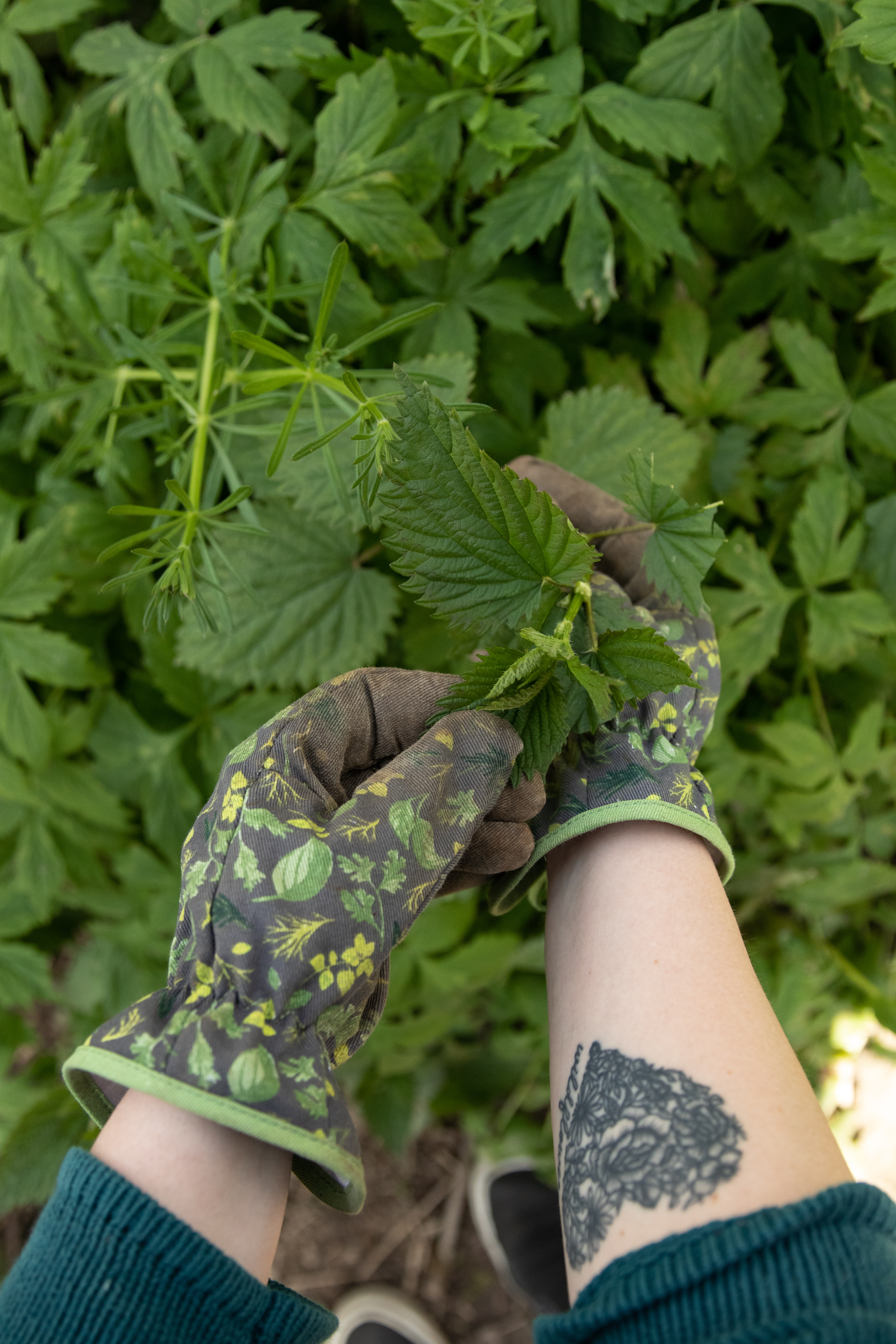 hands-in-gardening-gloves-harvesting-stinging-nettles