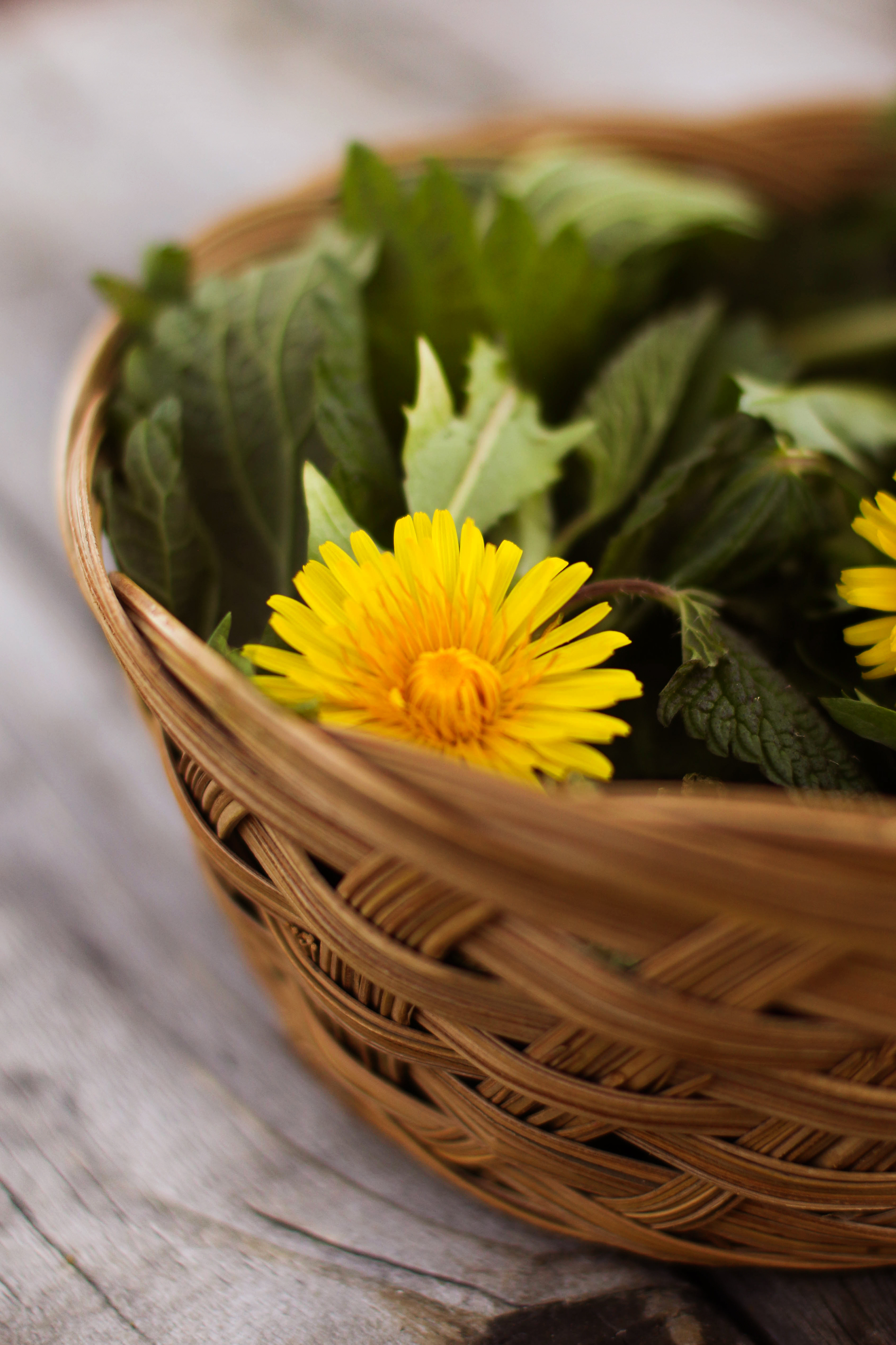 wicker-basket-of-fresh-dandelion-blossoms-and-leaves-and-stinging-nettles