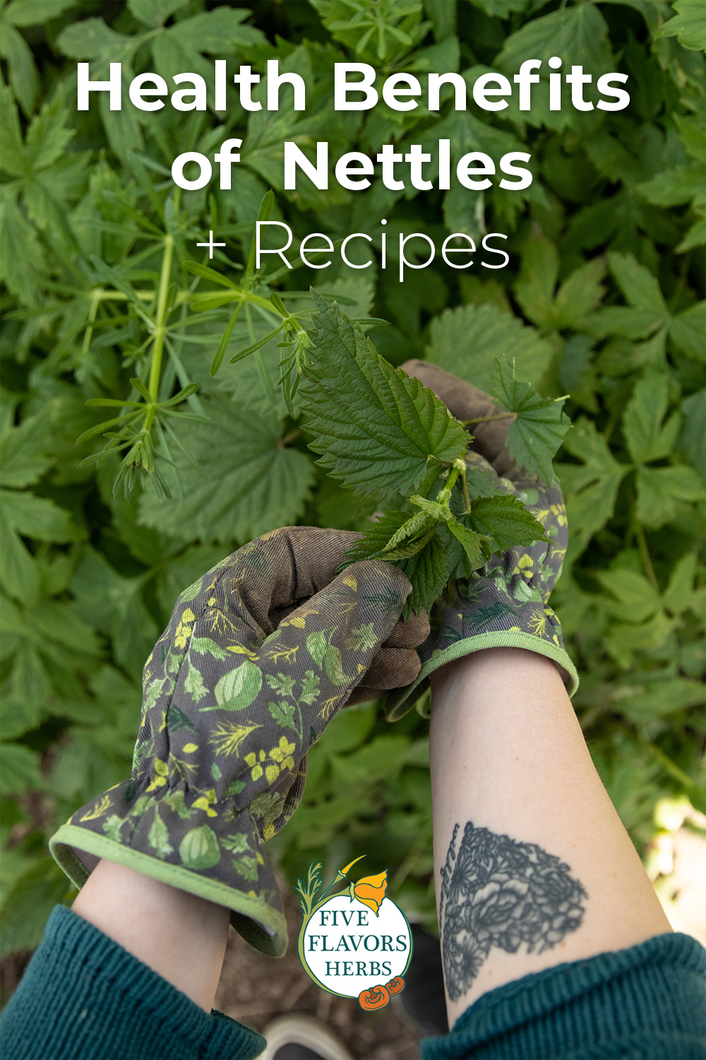 harvesting-nettles-and-nettle-recipes-pin