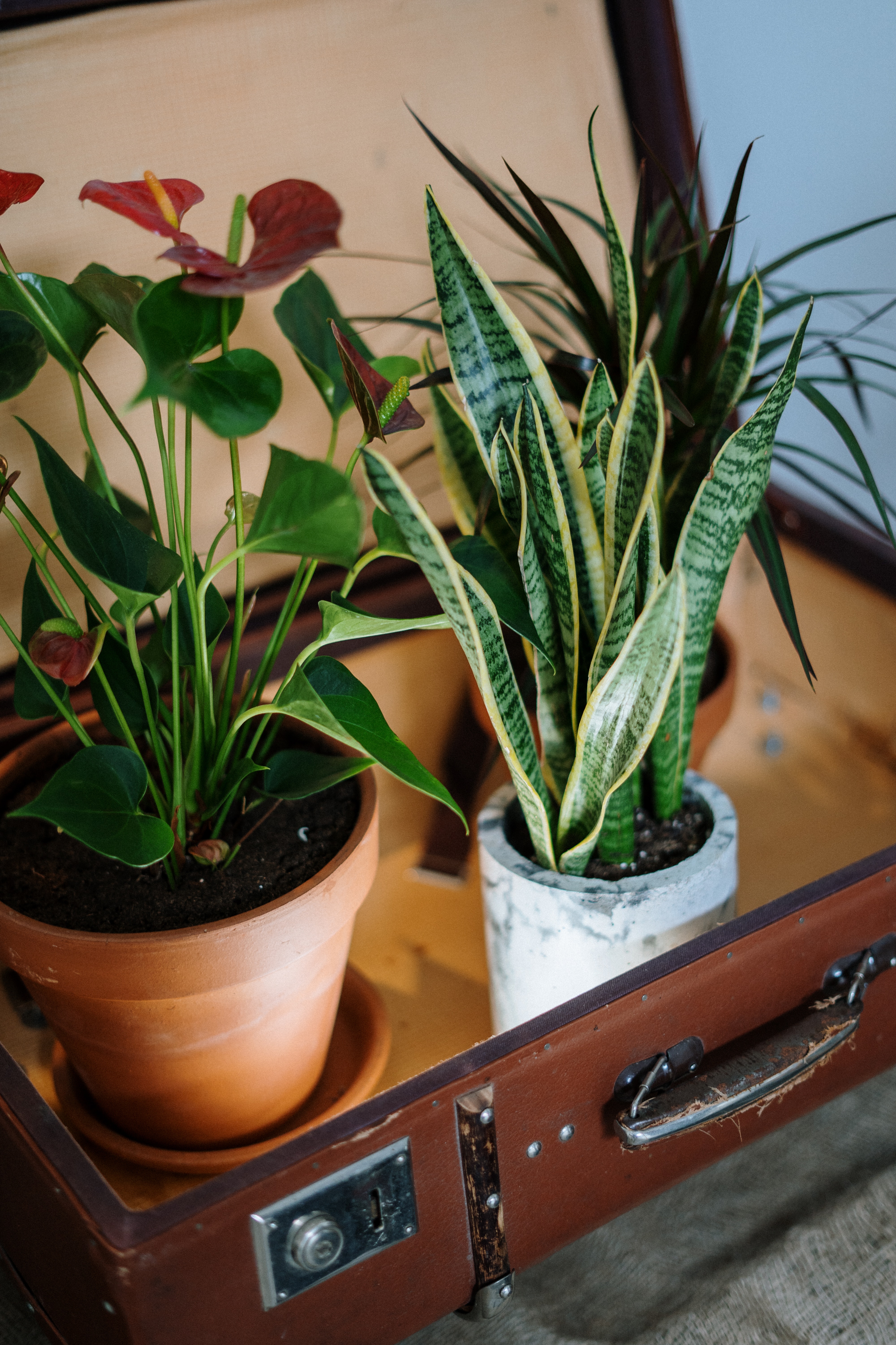 vintage-leather-suitcase-open-with-three-potted-plants-sitting-inside