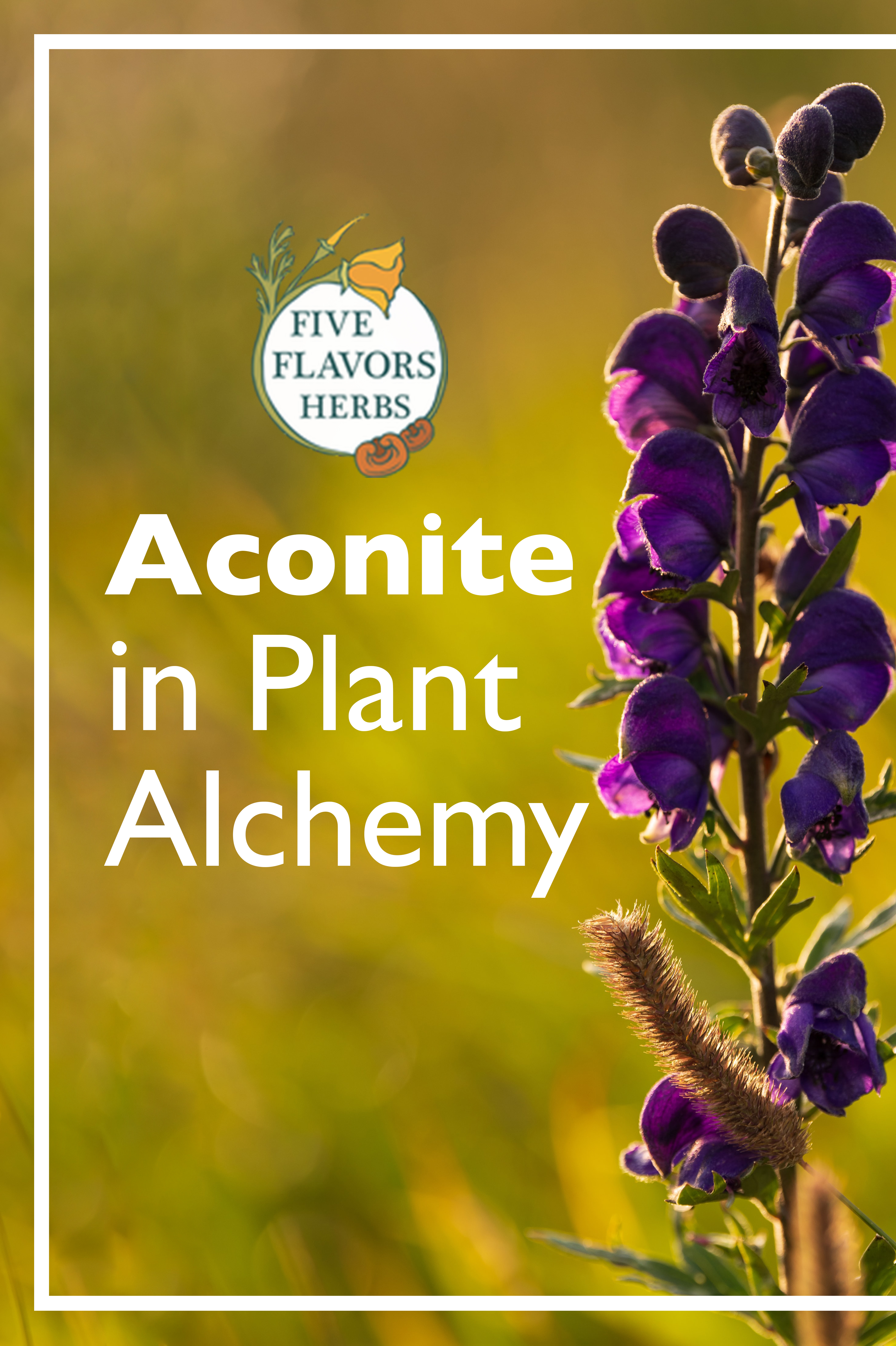 aconite-in-plant-alchemy-pin-from-five-flavors-herbs