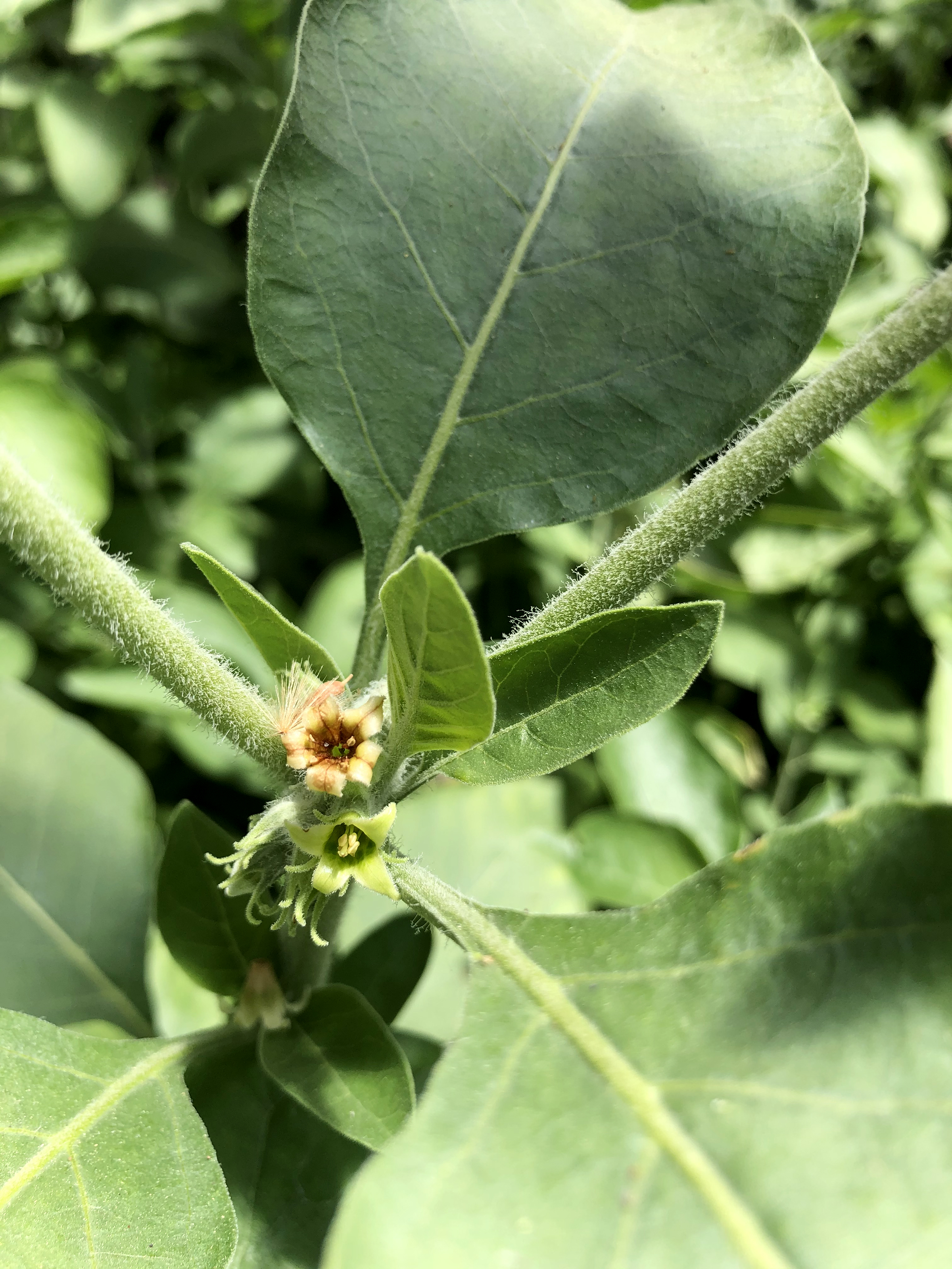 closeup-of-ashwagandha-plant-with-buds-leaves-and-stems