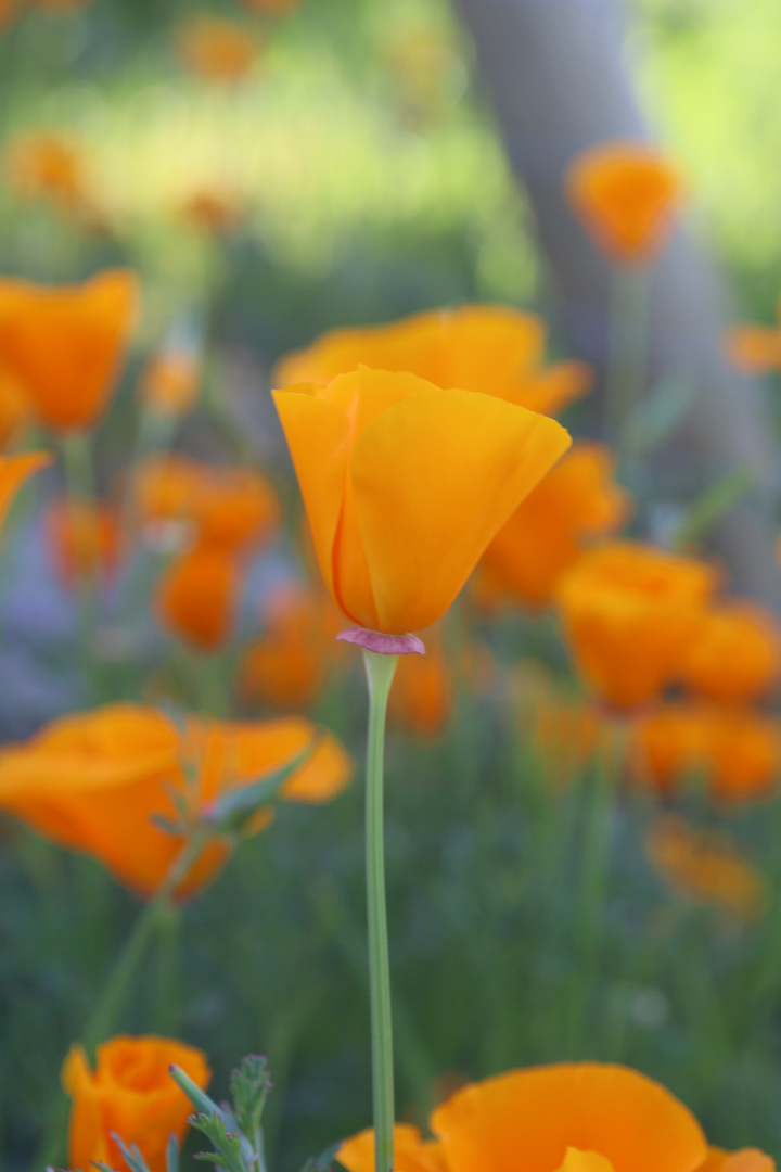 close-up-of-blooming-bright-orange-california-poppy-flowers-growing-outdoors