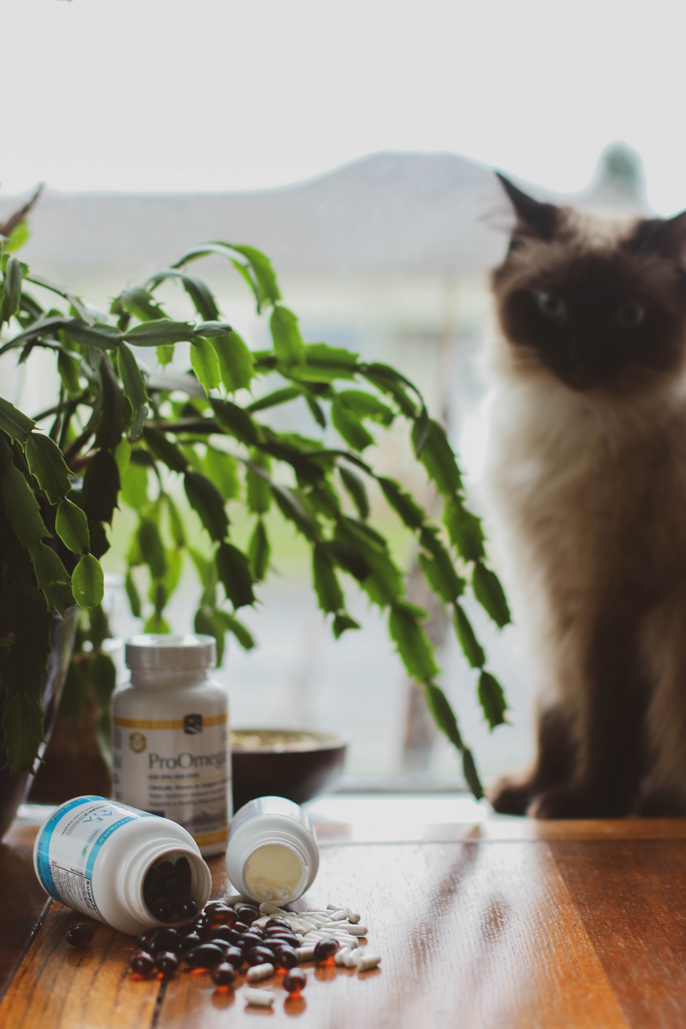 fish-oil-vitamin-d-and-other-supplements-for-season-depression-on-table-with-christmas-cactus-and-siamese-cat-near-window