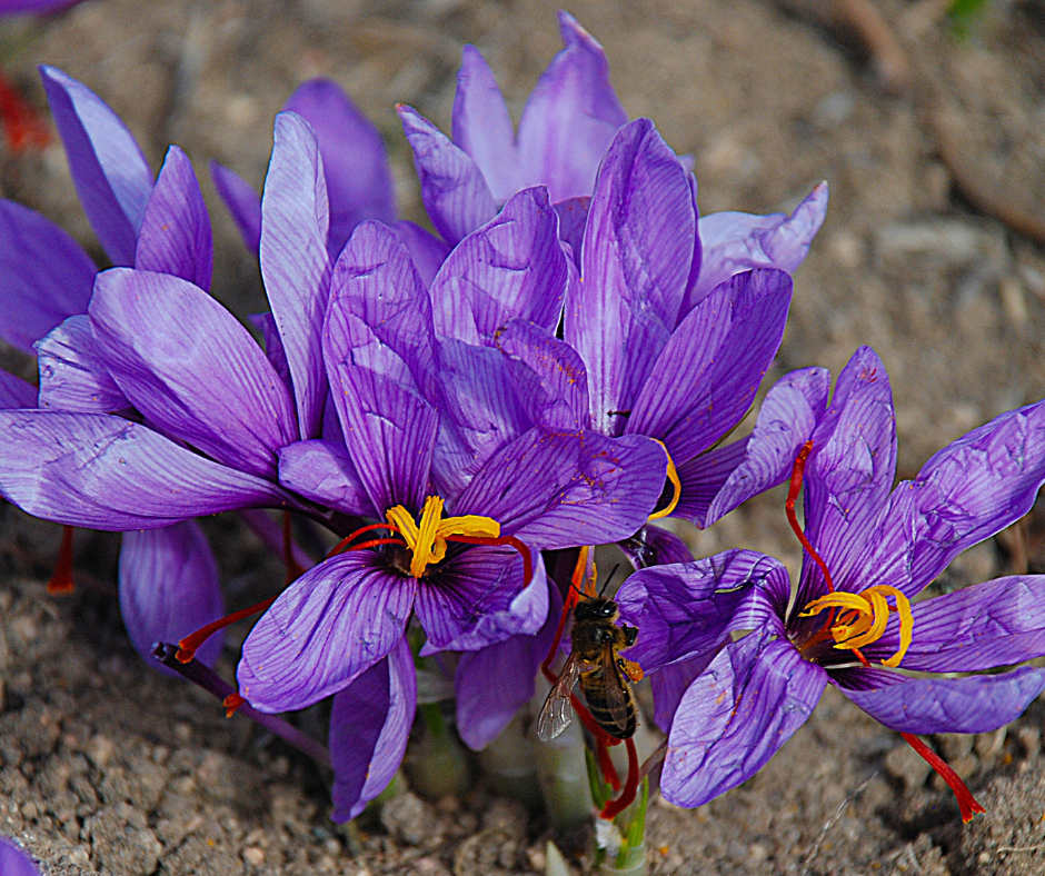 saffron-crocusflower.png