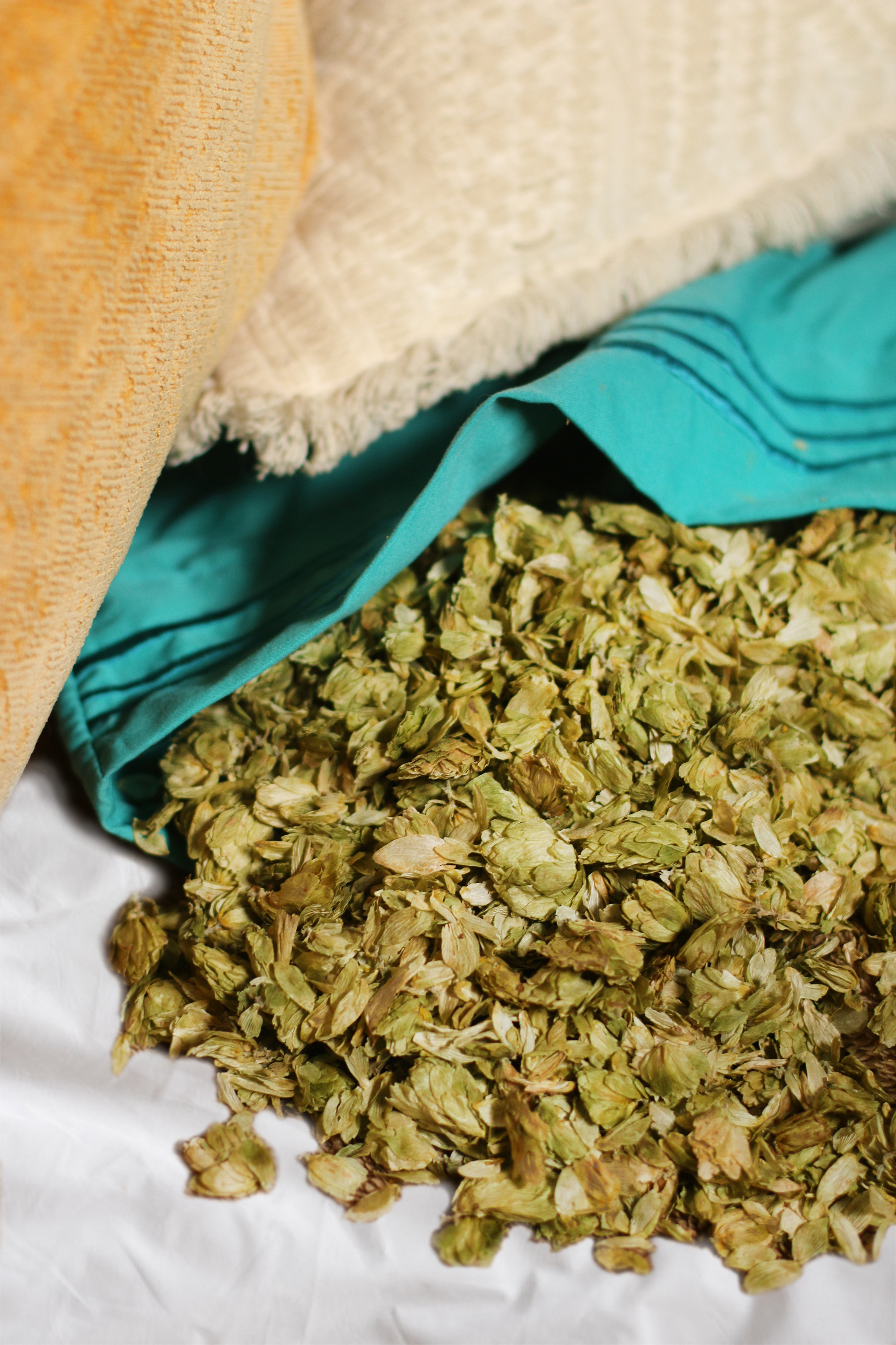 dried-hops-flowers-spilling-out-of-pillowcase-on-bed